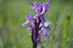 Orchis olbiensis