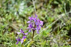 Orchis olbiensis