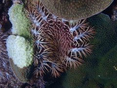 Acanthaster