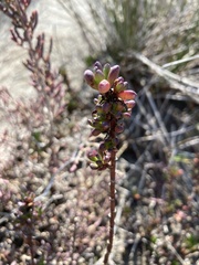 Limbarda crithmoides