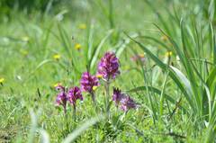 Anacamptis papilionacea