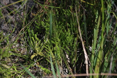 Selaginella uliginosa