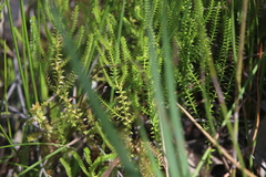 Selaginella uliginosa