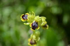 Ophrys lutea
