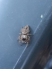 Opisthoncus sexmaculatus