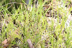 Selaginella uliginosa