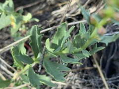 Haloragis heterophylla