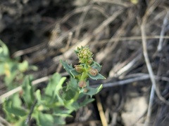 Haloragis heterophylla