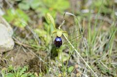 Ophrys fusca