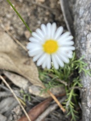 Brachyscome multifida