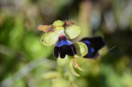 Image of Ophrys atlantica by (c) Mourad Harzallah, some rights reserved (CC BY)