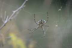 Argiope australis