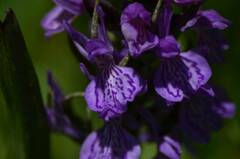 Dactylorhiza elata
