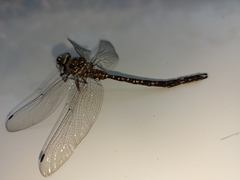 Austroaeschna parvistigma