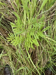 Cyclosorus interruptus