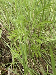 Cyclosorus interruptus