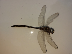 Austroaeschna parvistigma