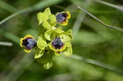Ophrys