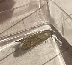 Tortricodes alternella