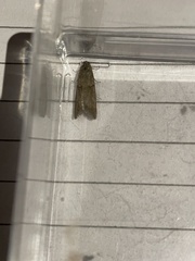 Tortricodes alternella