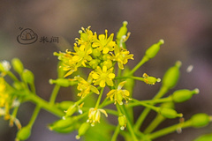 Rorippa indica