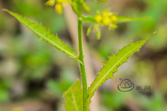 Rorippa indica