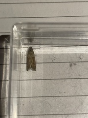 Tortricodes alternella