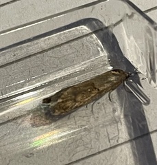 Tortricodes alternella