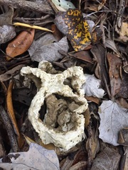 Ileodictyon cibarium