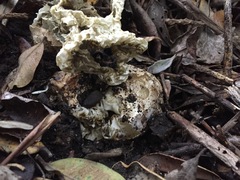 Ileodictyon cibarium