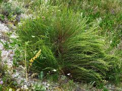 Artemisia salsoloides