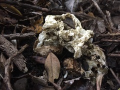 Ileodictyon cibarium