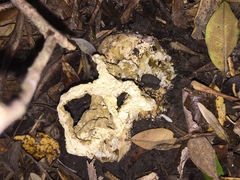 Ileodictyon cibarium