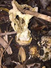 Ileodictyon cibarium