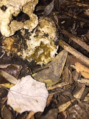 Ileodictyon cibarium