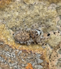 Dendryphantes