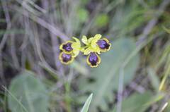 Ophrys lutea