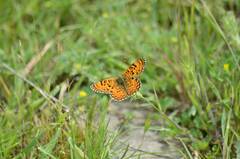 Melitaea didyma