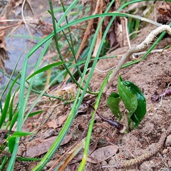 Arisarum proboscideum