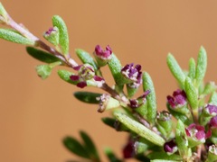 Astartea arbuscula