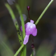 Utricularia minutissima