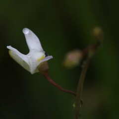 Utricularia limosa