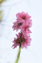 Cerasus