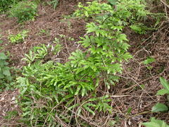 Lygodium microphyllum