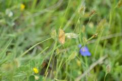 Camptogramma bilineata
