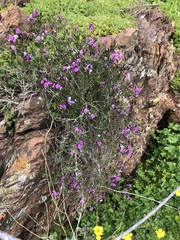Glycine rubiginosa