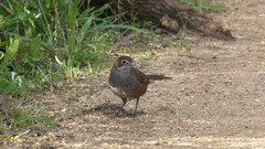 Dasyornis broadbenti