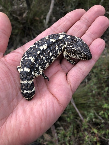 Shingleback, Mount Magnificent SA 5210, Australia, photo 7 of 10