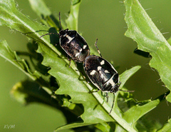 Eurydema oleracea