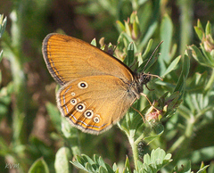 Coenonympha oedippus
